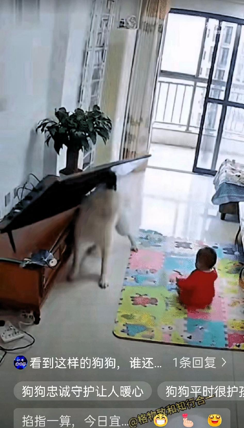 真别再说养狗只是图个乐了！这家的大白狗，今天用命护住孩子的样子，看完谁不眼眶发热