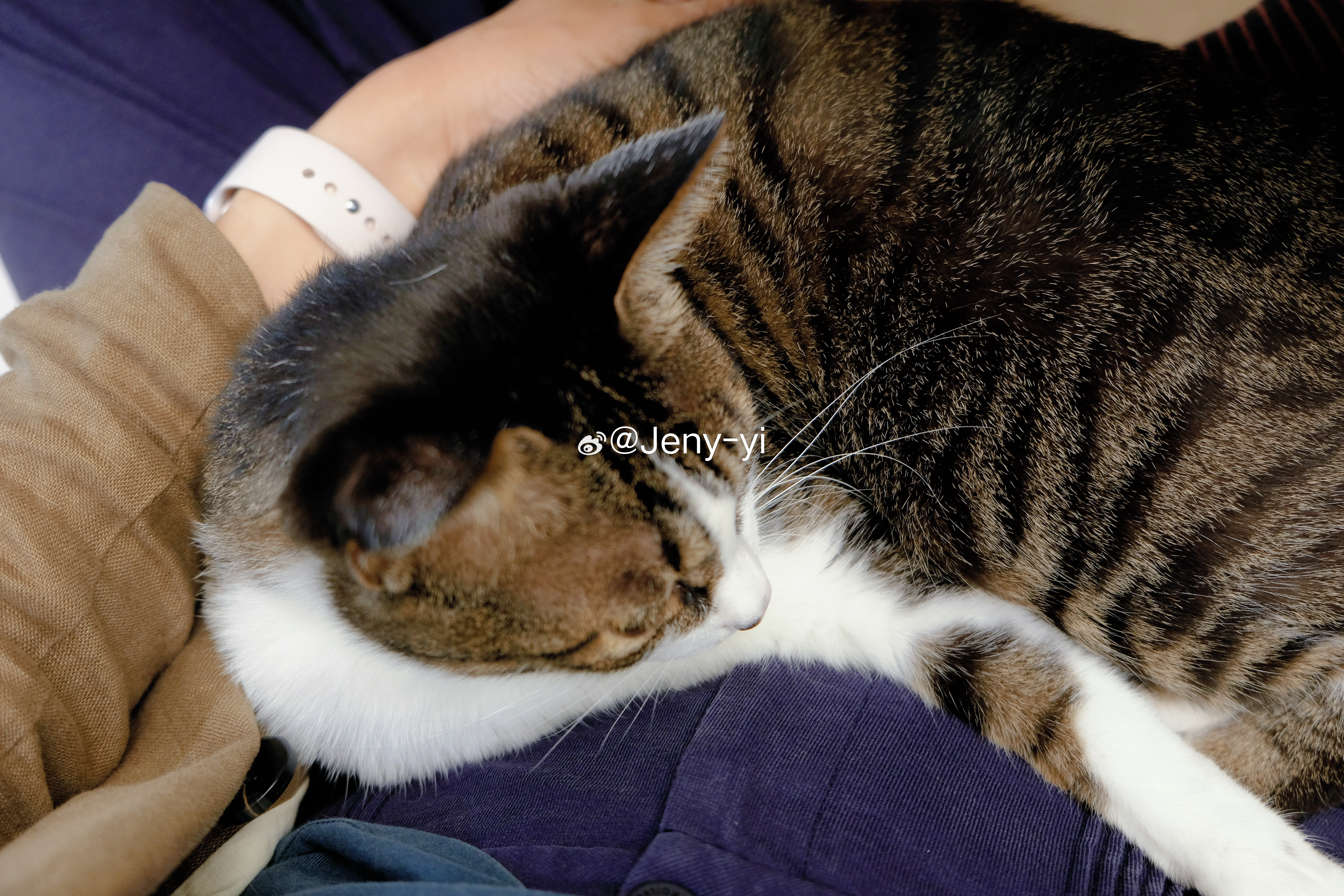 屋里养着两只猫，大猫小蜜是橘猫，抱不过10秒；二猫黑豆是狸花，恨不得跟我合体；我