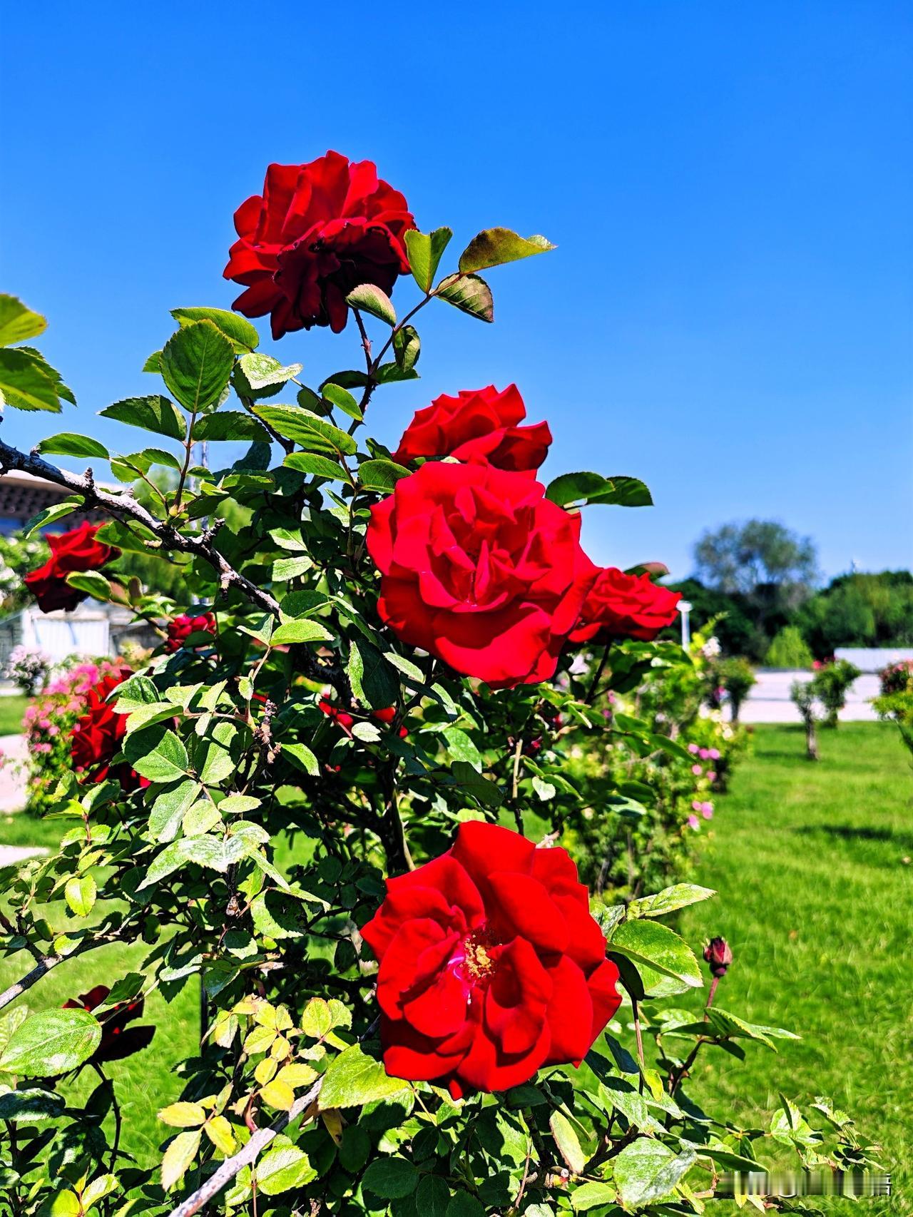 阳光明媚，月季红艳！🌹🌞