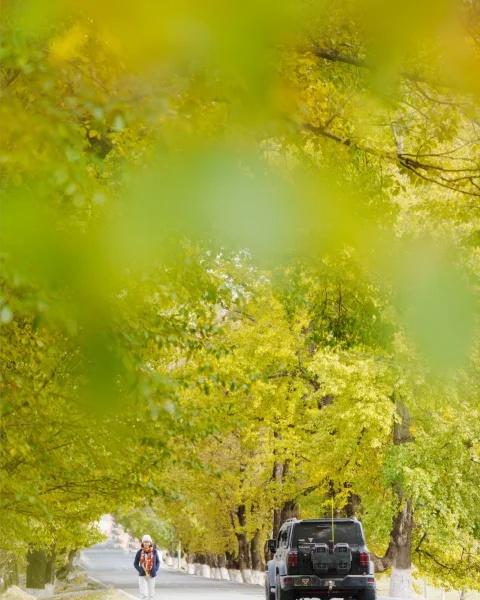 我称之为:新都桥周边最美秋景大道新都桥一往返塔公的这条路，属于10月下旬的天花