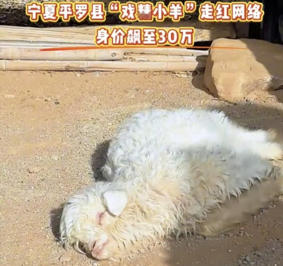 宁夏小羊靠“装死”爆红！身价30万主人仍不卖：我要为家乡宣传并带货。最近被