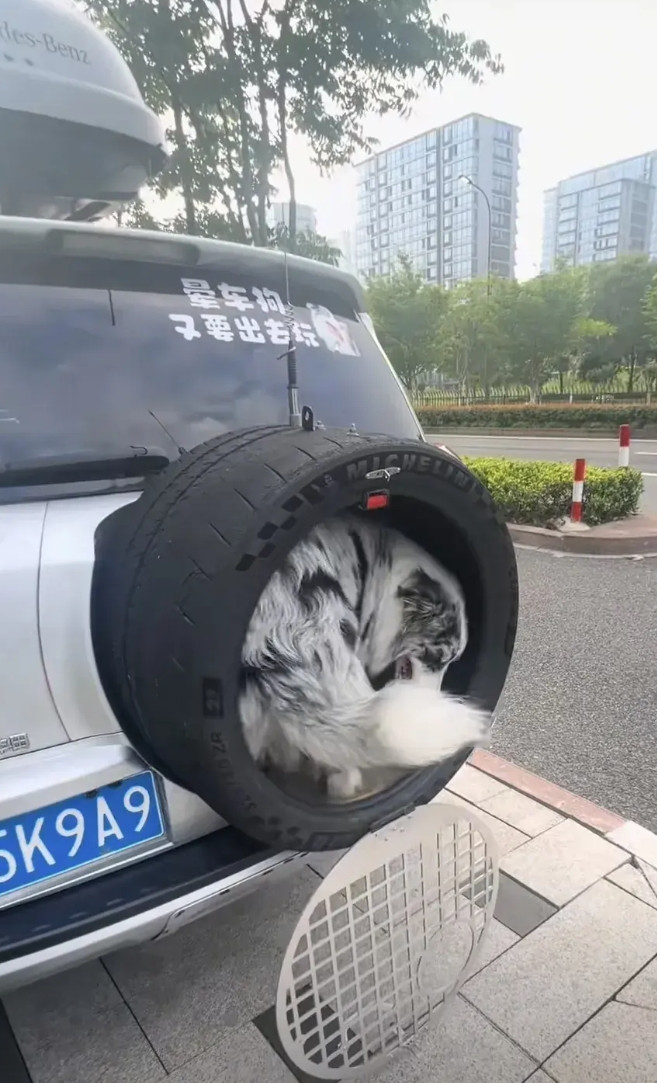 这主人实在是太聪明了，刷到一个网友，把自己的SUV，后面改装成一个狗窝，狗窝是用