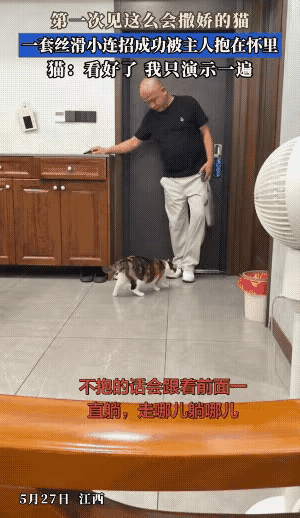 浙江有对夫妻养了只三花猫，这猫据说特别会撒娇。主人一回家，它就急着要抱抱，要