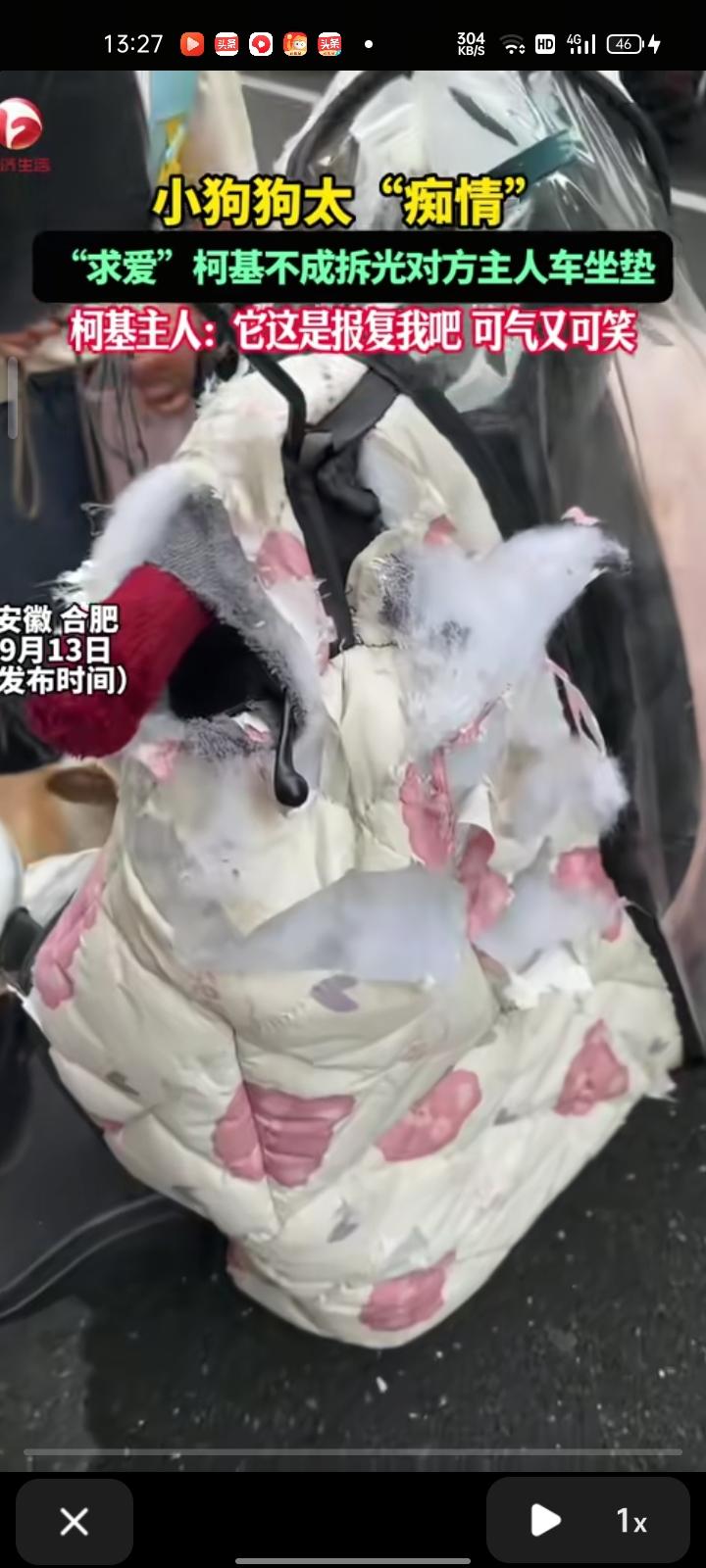 9月11日，安徽合肥。痴情狗狗求爱遭拒，遭到公狗报复，狗主人看了直接气笑。主