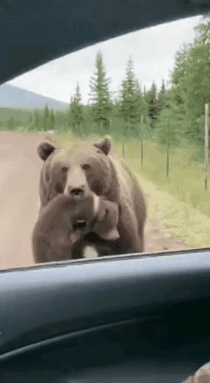 熊妈妈：这熊孩子送你了男子：本来养一只了，现在又来一只