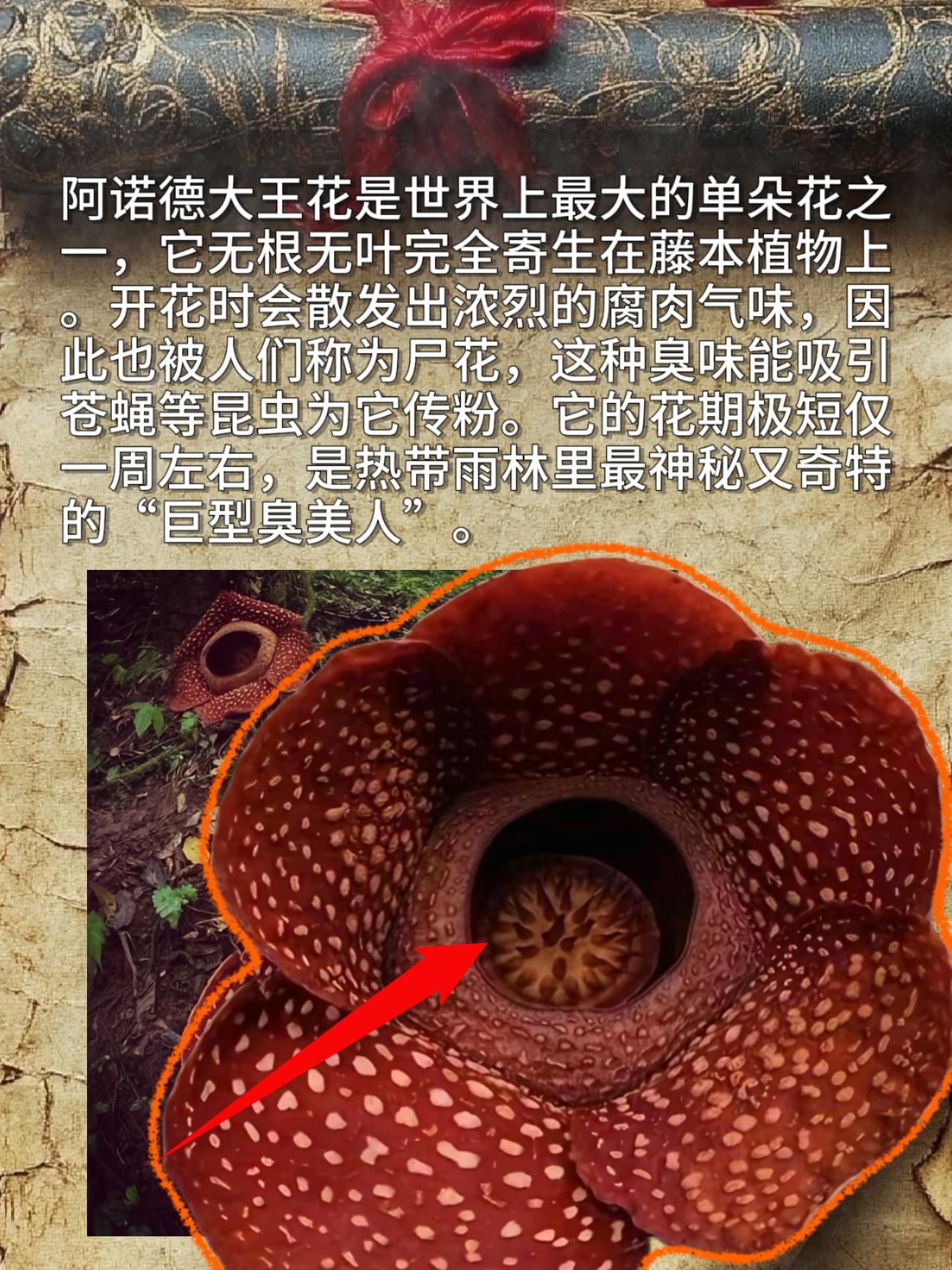被人们称为尸花，这种臭味能吸引苍蝇等昆虫为它传粉