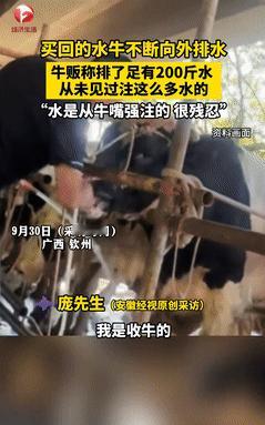 缺德缺冒烟了！广西钦州，一男子买了一头大水牛，可回家后没多久，水牛竟不断的往外排