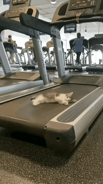 谁能拒绝一只骨子里藏着倔强劲儿的小猫咪啊！🥺主人在健身房挥汗跑步，家里的