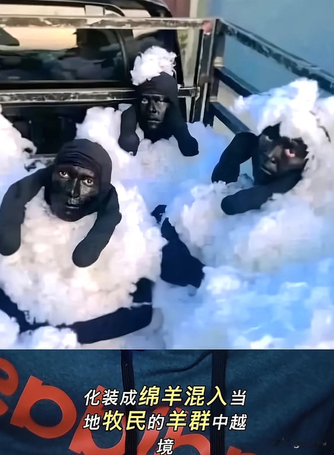 搞笑死了，滑天下之大稽！近日3名阿尔及利亚男子为了偷渡，化装成绵羊，混入了边境