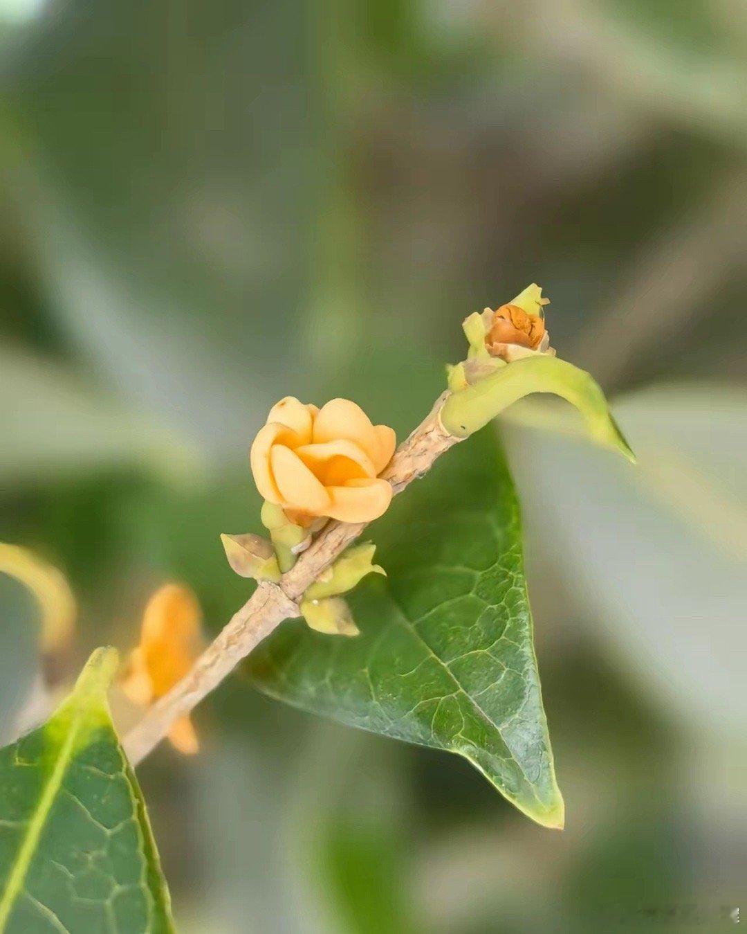 摩尔明天上市，再次谈谈当前市值的寒武纪有没有投资价值？全球知名股权研究公司Ber