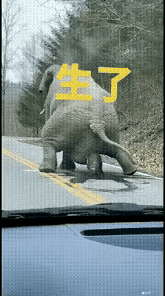 动物世界中的母象，随便找个地方就能生小象，生下之后还能走，该干嘛干嘛。这头母象也