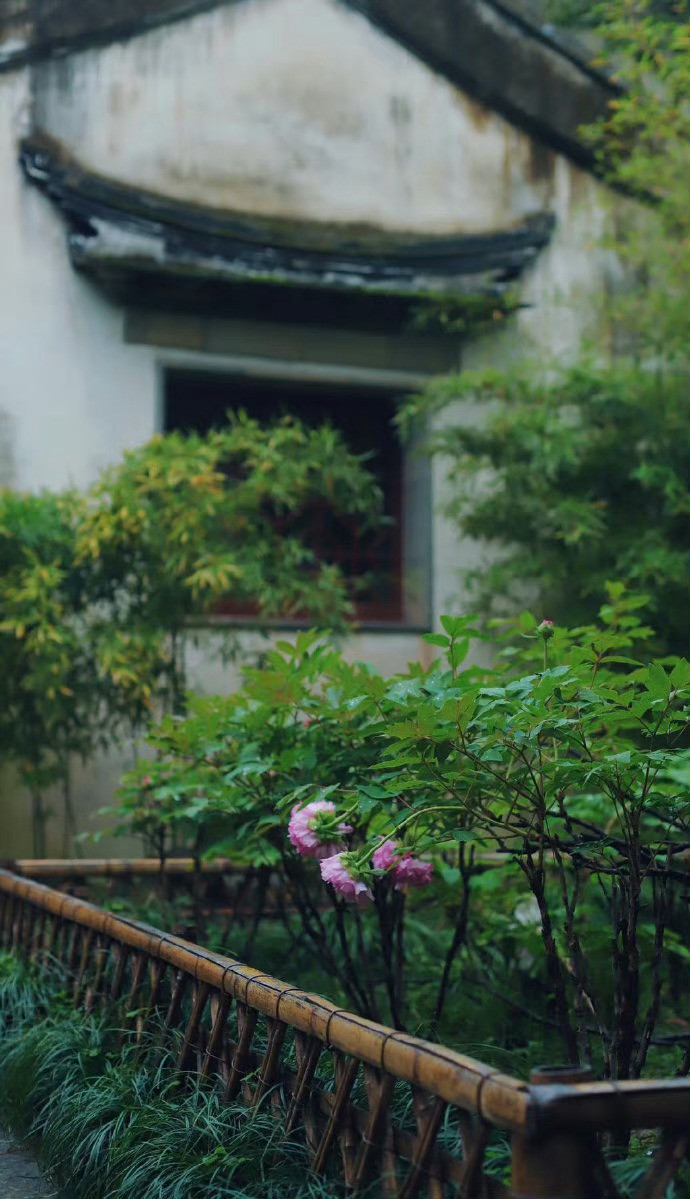 苏州留园，盛夏之绿。