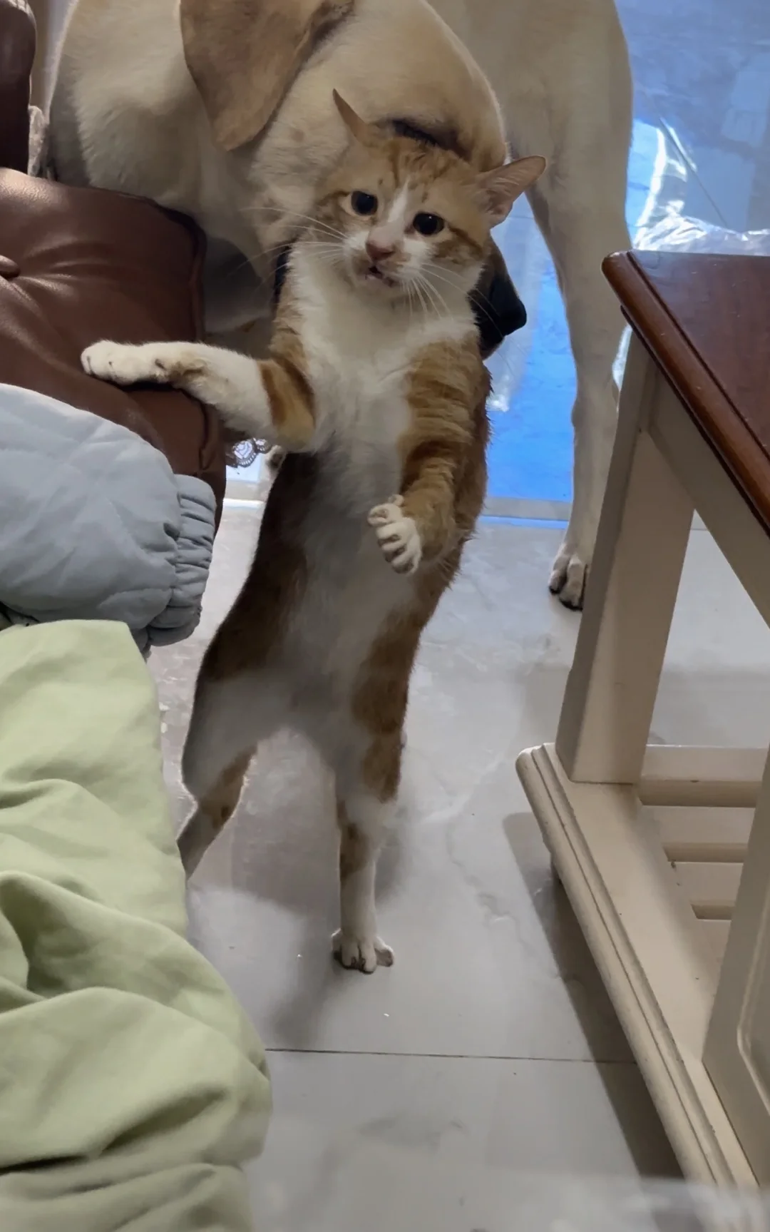 谁来救救咪