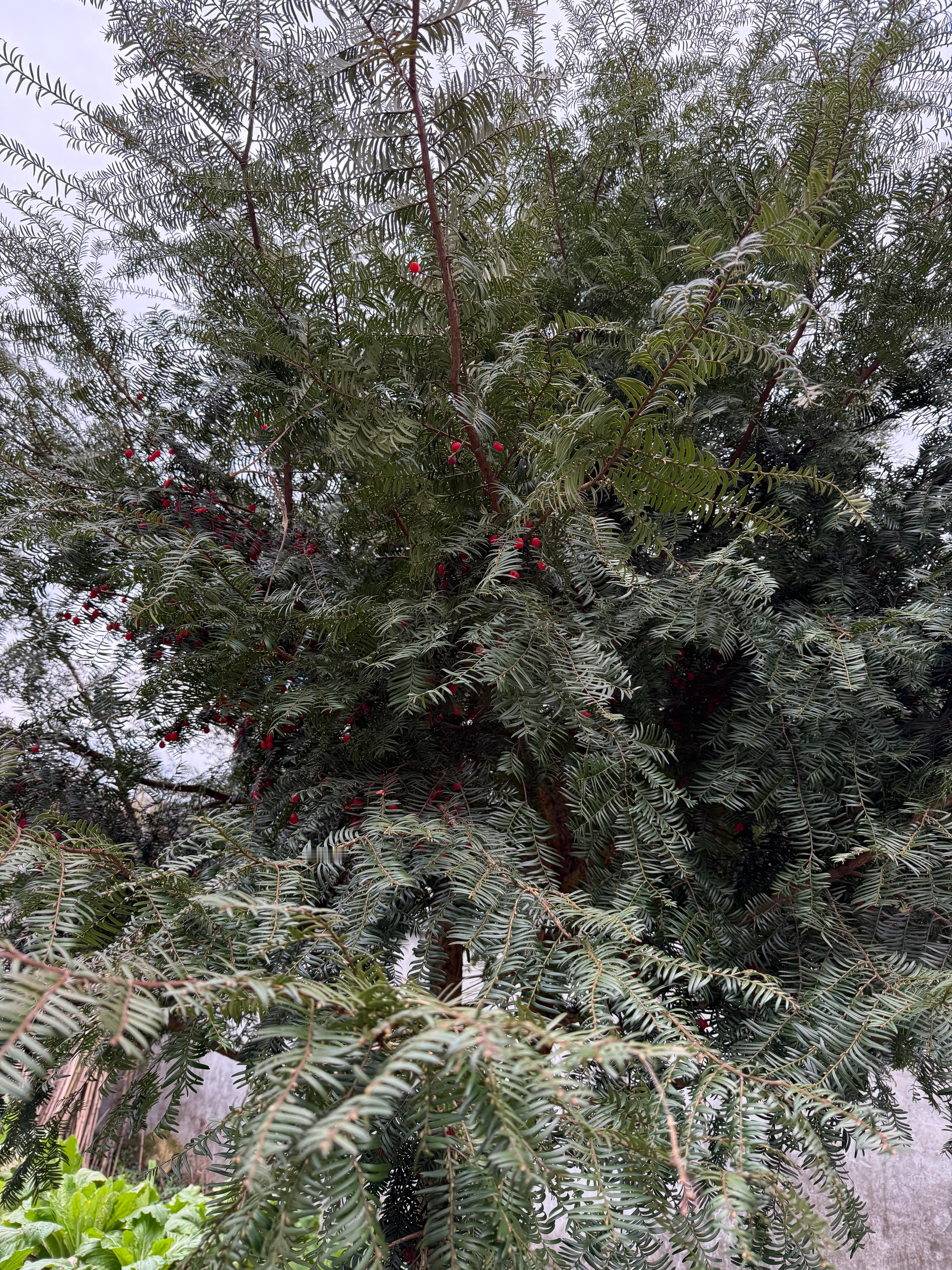 路上几块钱买的红豆杉苗(种植非野生)，一开始以为是假的，居然真会结果
