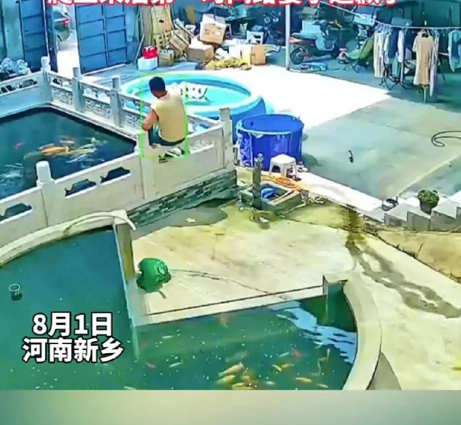 8月1日，河南新乡的杜先生，在水池给鱼喂食。他是名养鱼“发烧友”，因为喂鱼而忘记