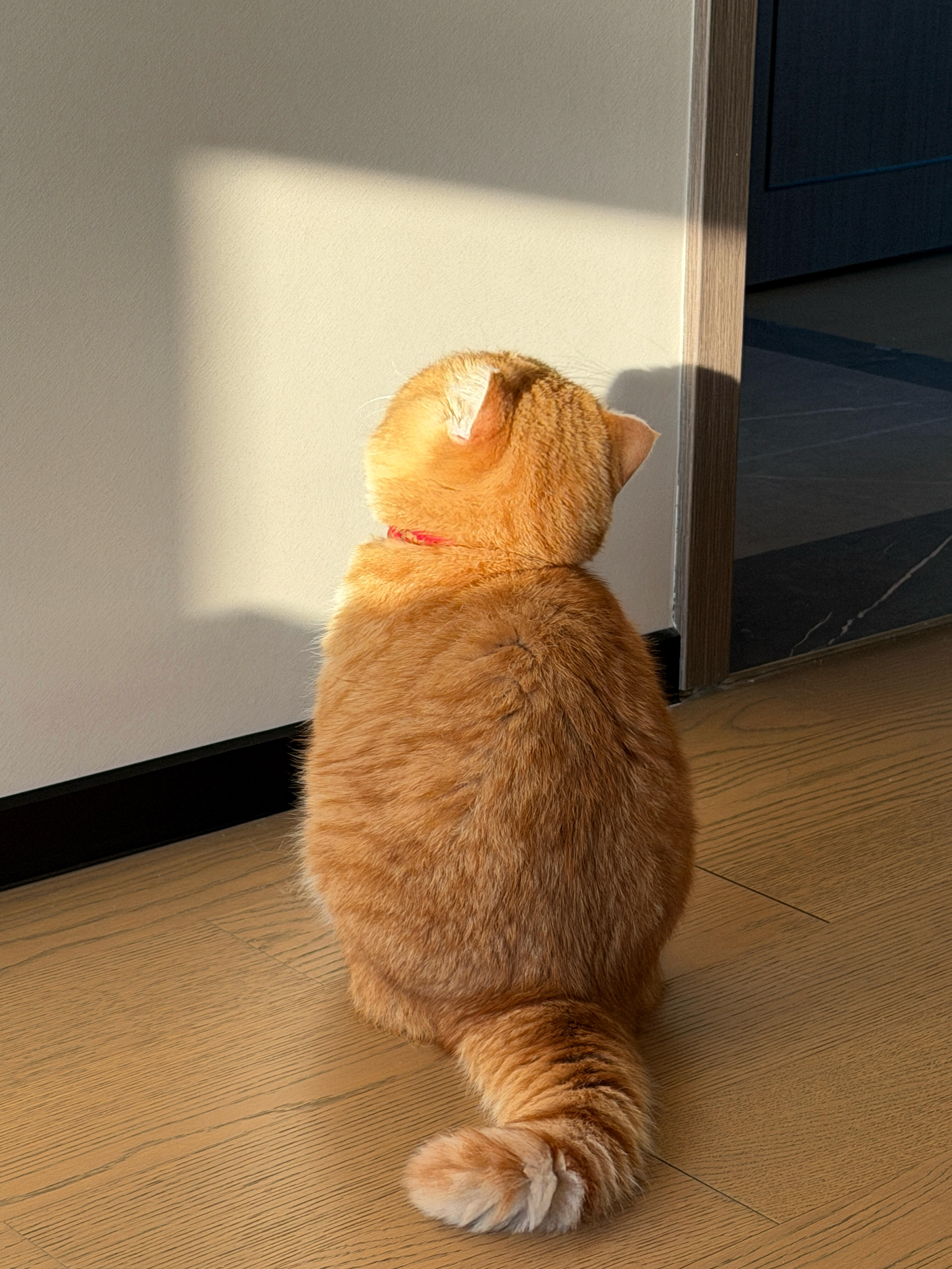 独自早起晒太阳的猫猫​​​