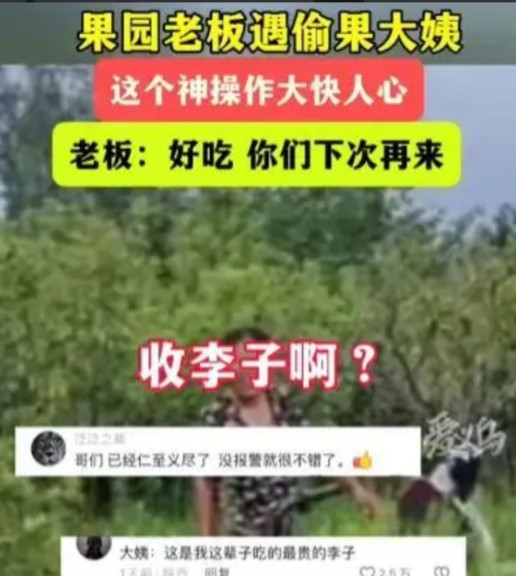 白嫖失败反被嫖！”山东济宁，男子去果园，发现有2个大妈拿着水桶，在偷摘他家李子，