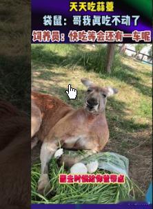 饲养员吃蒜薹旁边的袋鼠也在吃饲养员吃蒜薹旁边的袋鼠也在吃许多人参观动物园，欣