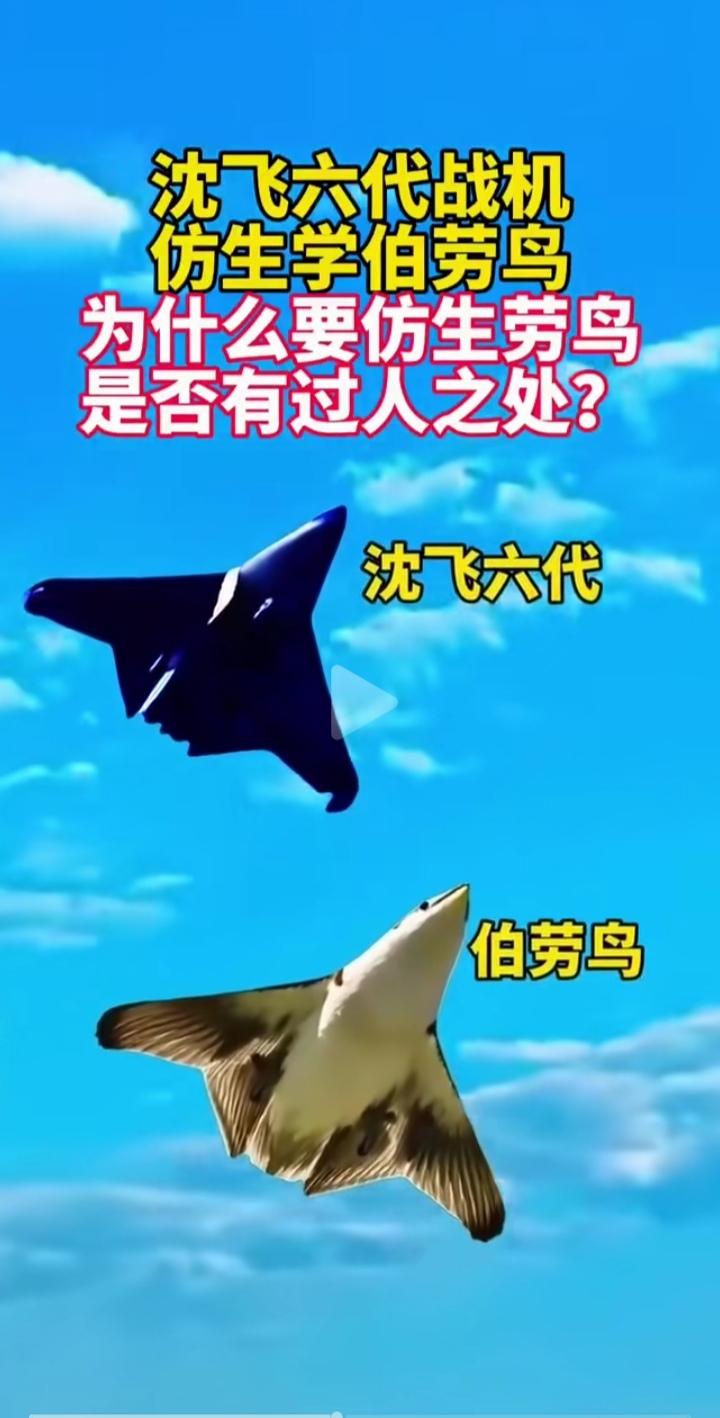 我去，沈飞设计师悟了！看看沈飞六代机和伯劳鸟的外形！“人法地，地法天，天法道