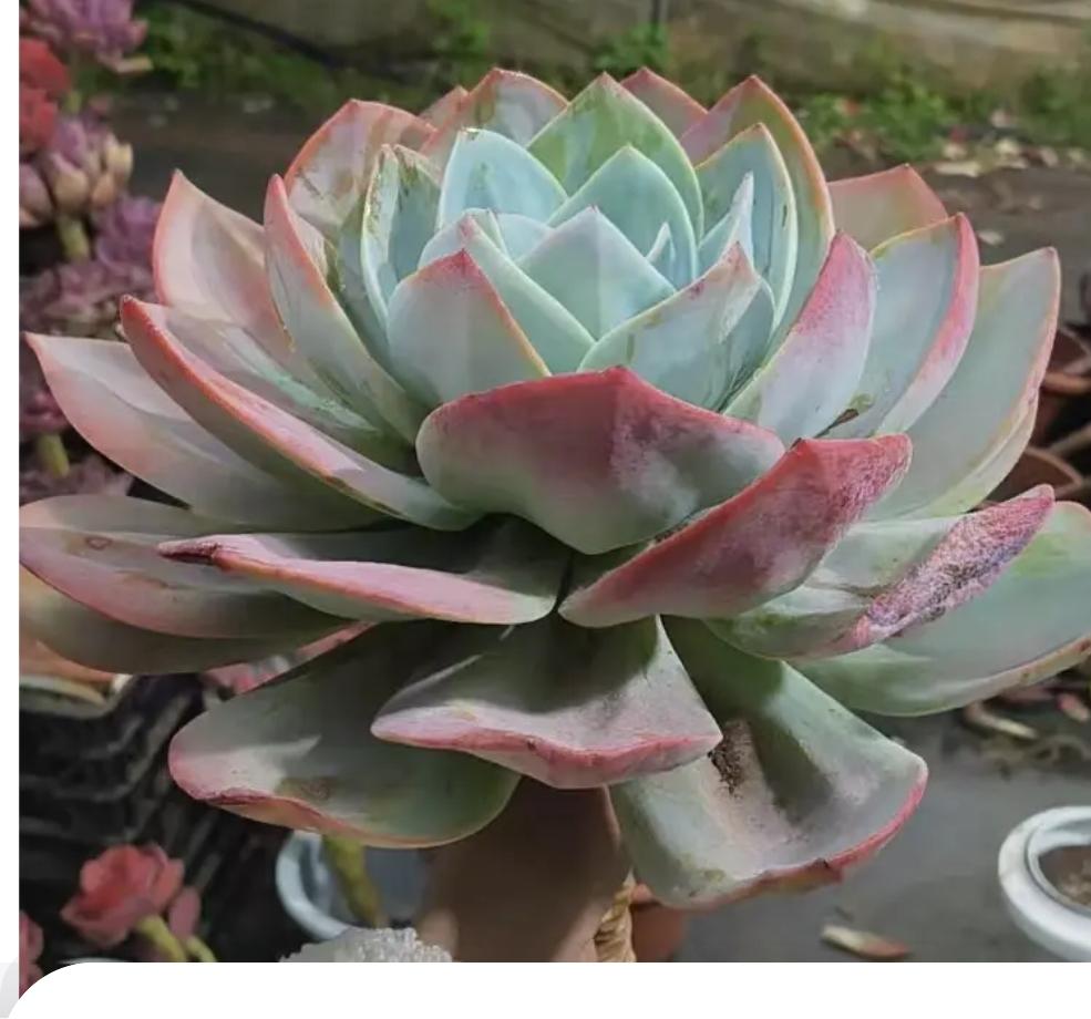 对啊，交易悟道就是找到规律，找到规律，赚钱就简单了，股市看似复杂多变，但是规律不