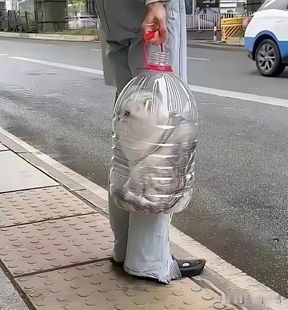 好奇心害死猫今天上午远远看见一人用矿泉水塑料桶看似装了布娃娃追了半条街