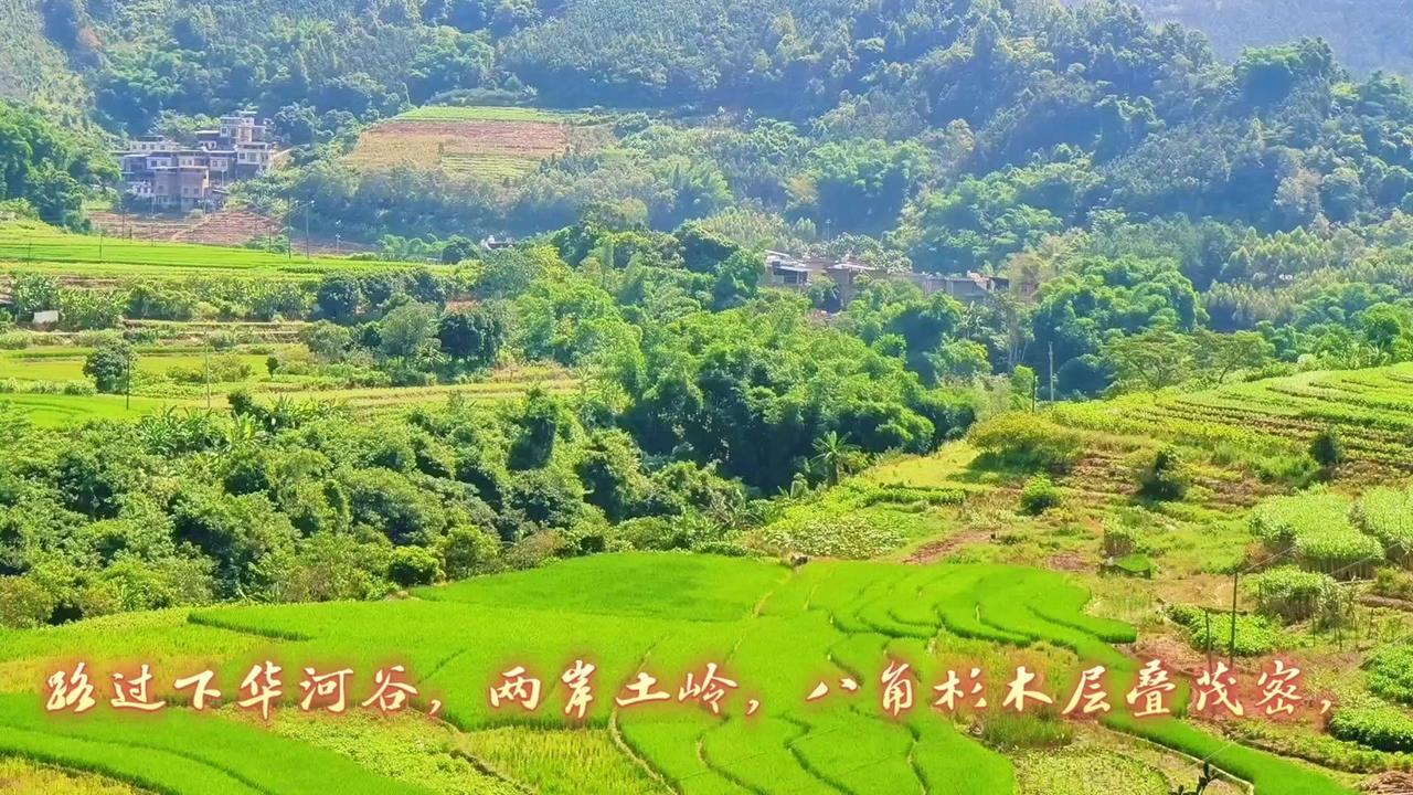 🌿在河谷里穿行，两岸土岭错落，八角杉树立满山坡，杉木层叠茂密得像是绿色的海洋。
