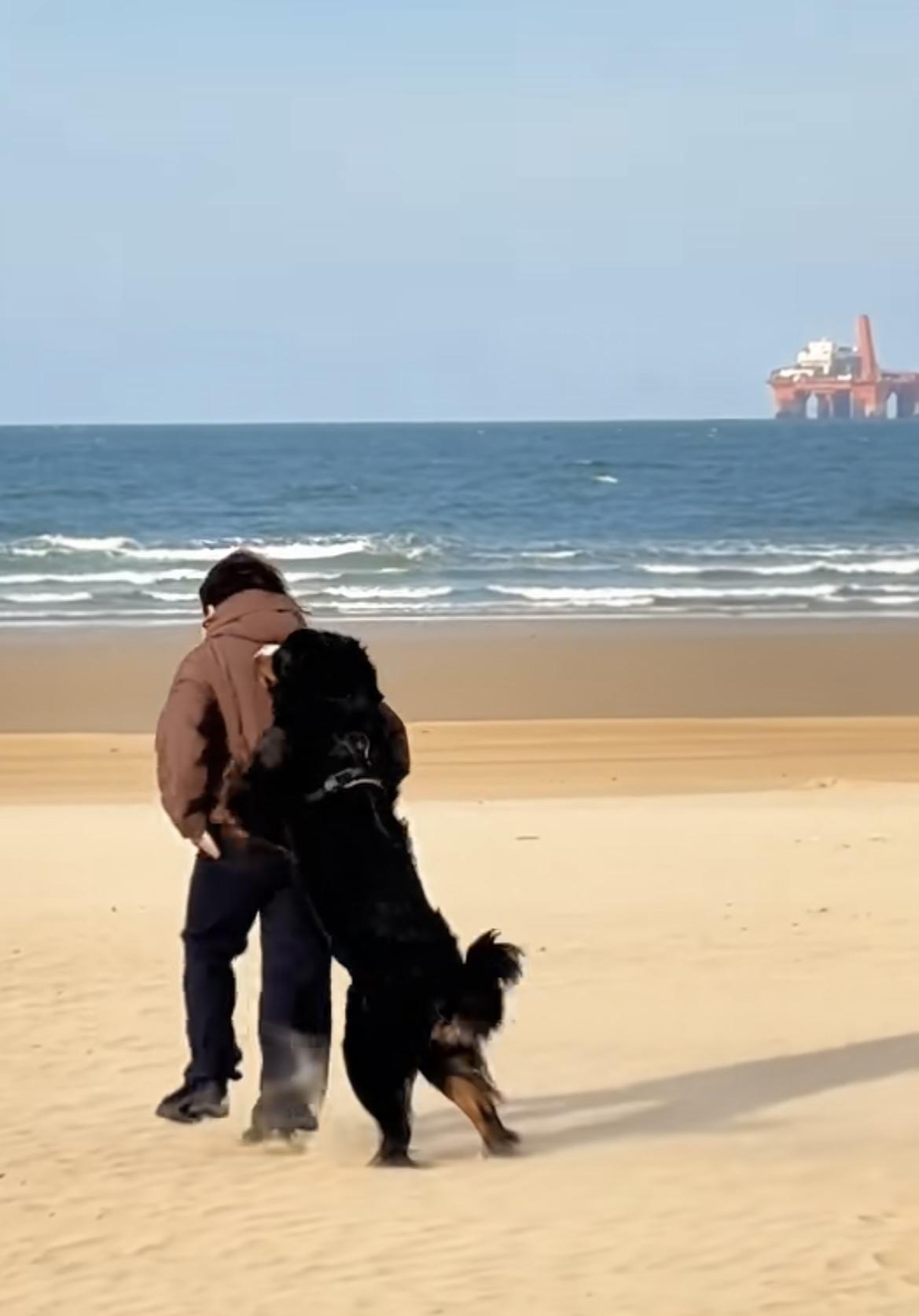 烟台莱山海边的沙滩上，身价5万的伯恩山犬啾啾又来撒欢儿了，这次没有跟俩流浪狗17