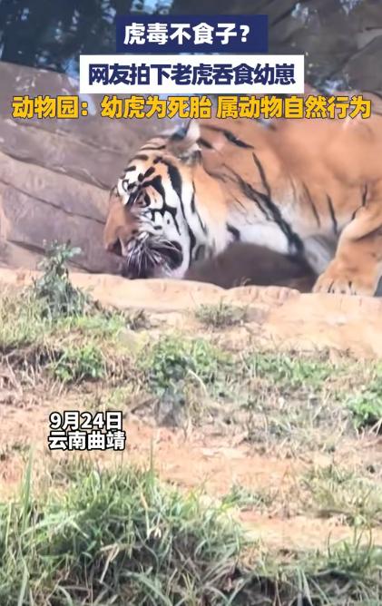 “差点解释不清了！”云南曲靖，女子去动物园看老虎，不料却看到母老虎竟然把刚出生的