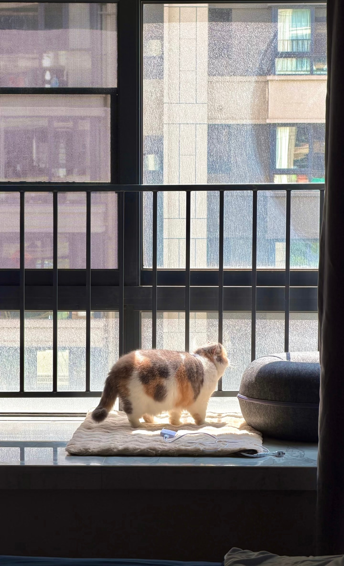 早起晒太阳的猫猫