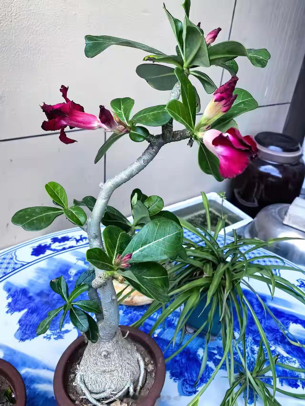 同事家，养几年的沙漠玫瑰开花了。她说之前以为是“赝品”，还准备丢掉。