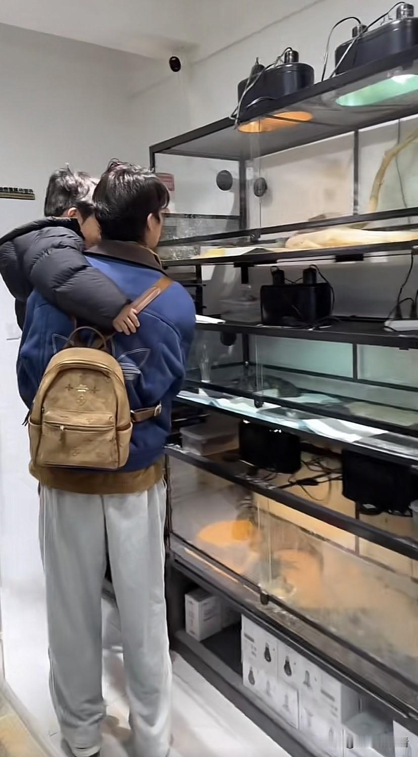 纳迪尔带石头去宠物店选宠物，上面看不到，纳迪尔抱起石头，石头对一条小蛇比较感兴趣