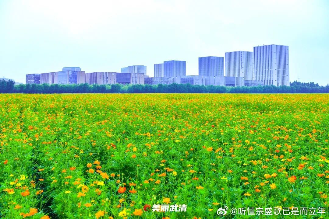 天津遇见天津武清7月浪漫遇见天津武清盛夏浪漫