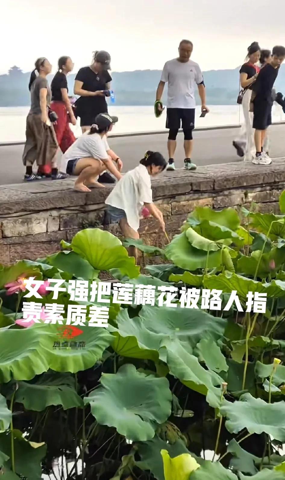 女子公园强拔莲藕花后续打脸！花为悦己者容，她恰恰喜爱上了这花。摘花之人并无歹