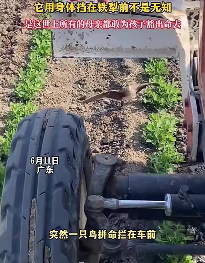 6月11日广东，一犁地机在空旷的田野上作业，司机哼着小曲驾驶着机器迈着六亲不认的