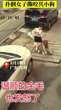 一直以为金毛是温柔乖巧的天使犬，看完这一幕彻底刷新认知，全程看得人心惊胆战！