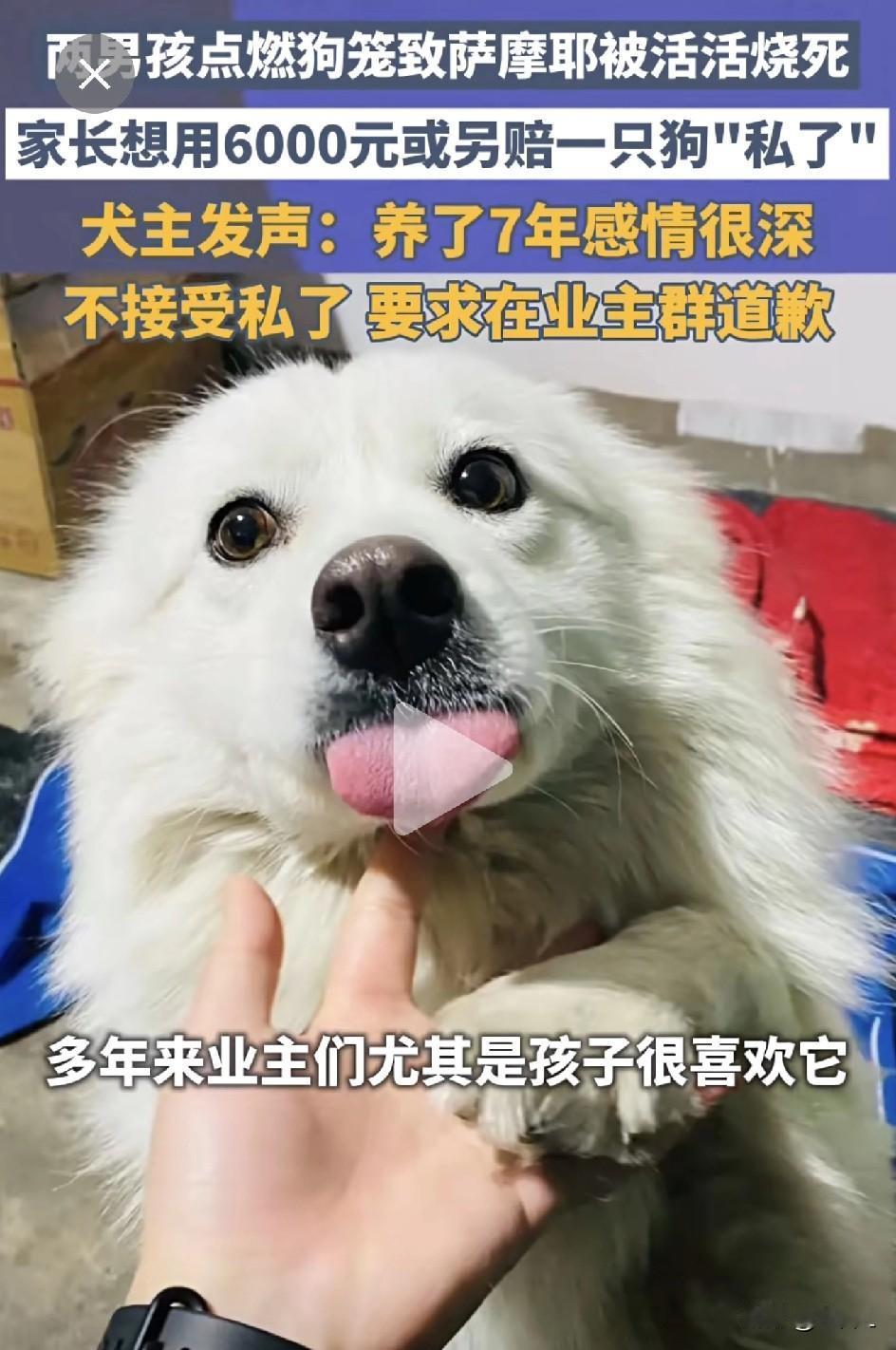 养了7年的萨摩耶小区内被两男孩放烟花活活烧死！监控拍下揪心全程，主人只求一个道歉