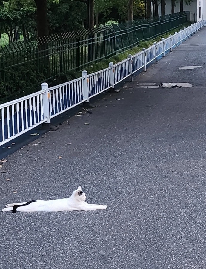 猫果然是液体动物