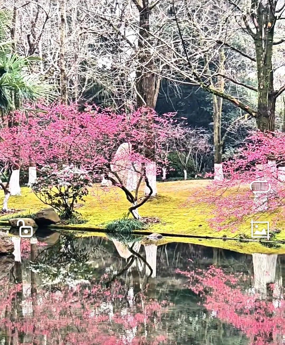 杭州植物园：红梅花海映倒影，如画美景醉游人春风送暖，杭州植物园迎来了一