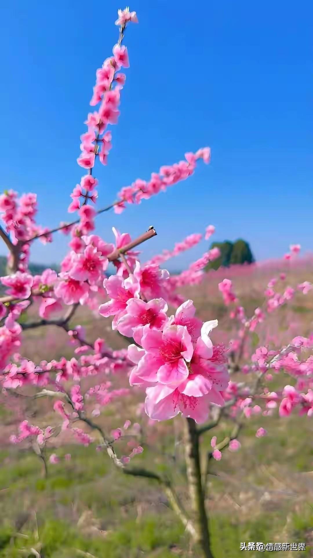 春日浪漫，粉嫩桃花盛开，尽享自然之美！🌸🌸🌸桃花春风图桃花开好了