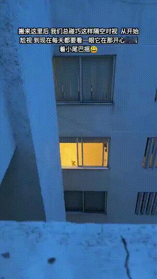 每天下班回家都有一颗小狗头宠物卖萌中心​​​