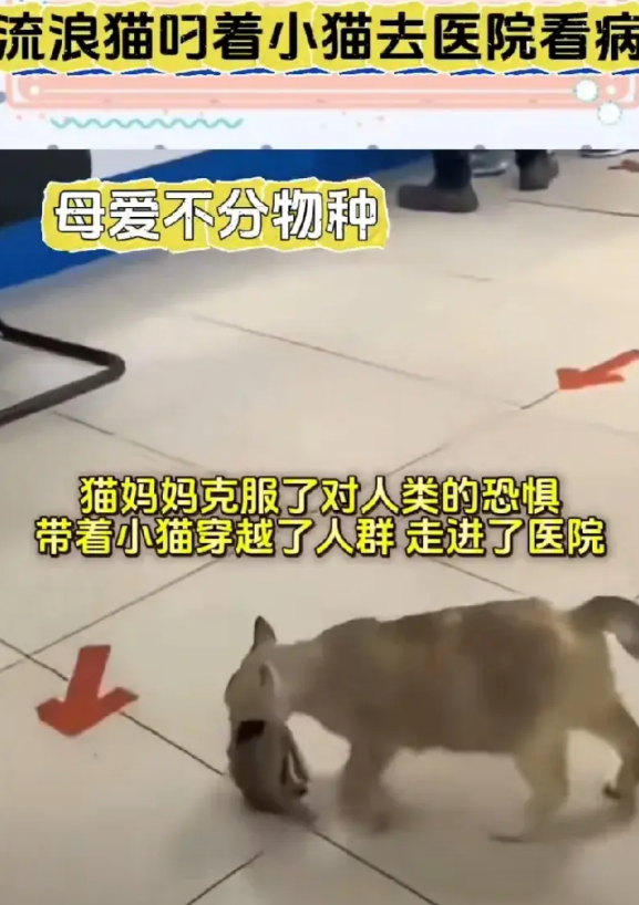 母爱不分物种，一只流浪猫居然叼着生病的小猫克服了对人类的恐惧，艰难的把它叼到宠物