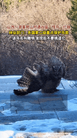 一看就不好惹！山西高平七佛山，游客上山溜达，迎面撞见一只“怪鸟”拦路，非但不飞走