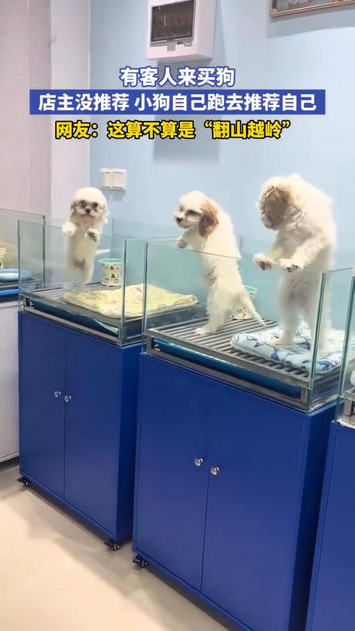 有客人来买狗，店主没推荐小狗自己跑去推荐自己。网友：这算不算是"翻山越岭"？