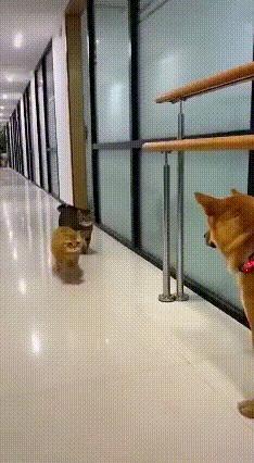 🤯这橘猫也太会“坑队友”了！看完视频我直接笑骂出声，又心疼又好笑！刷到一