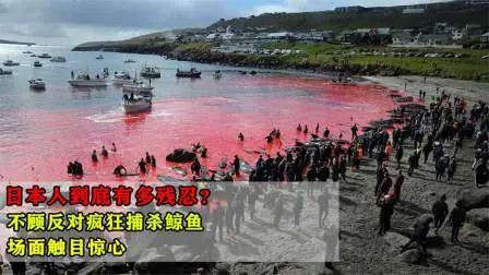 日本这民族的嗜血、残暴是深入骨髓的，众所周知，鲸是和平的动物，不像鲨鱼会主动攻击