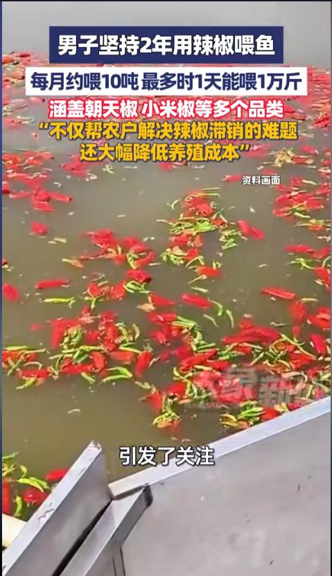 “辣椒也能喂鱼？”近日，湖南长沙，一位鱼塘塘主用辣椒当饲料的事迹引发了网友关注。