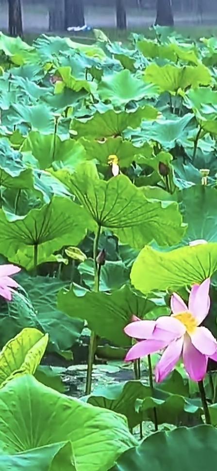 速看！昨日（6月21日），北京二手房数据来了！昨日，北京市二手房住宅网签量