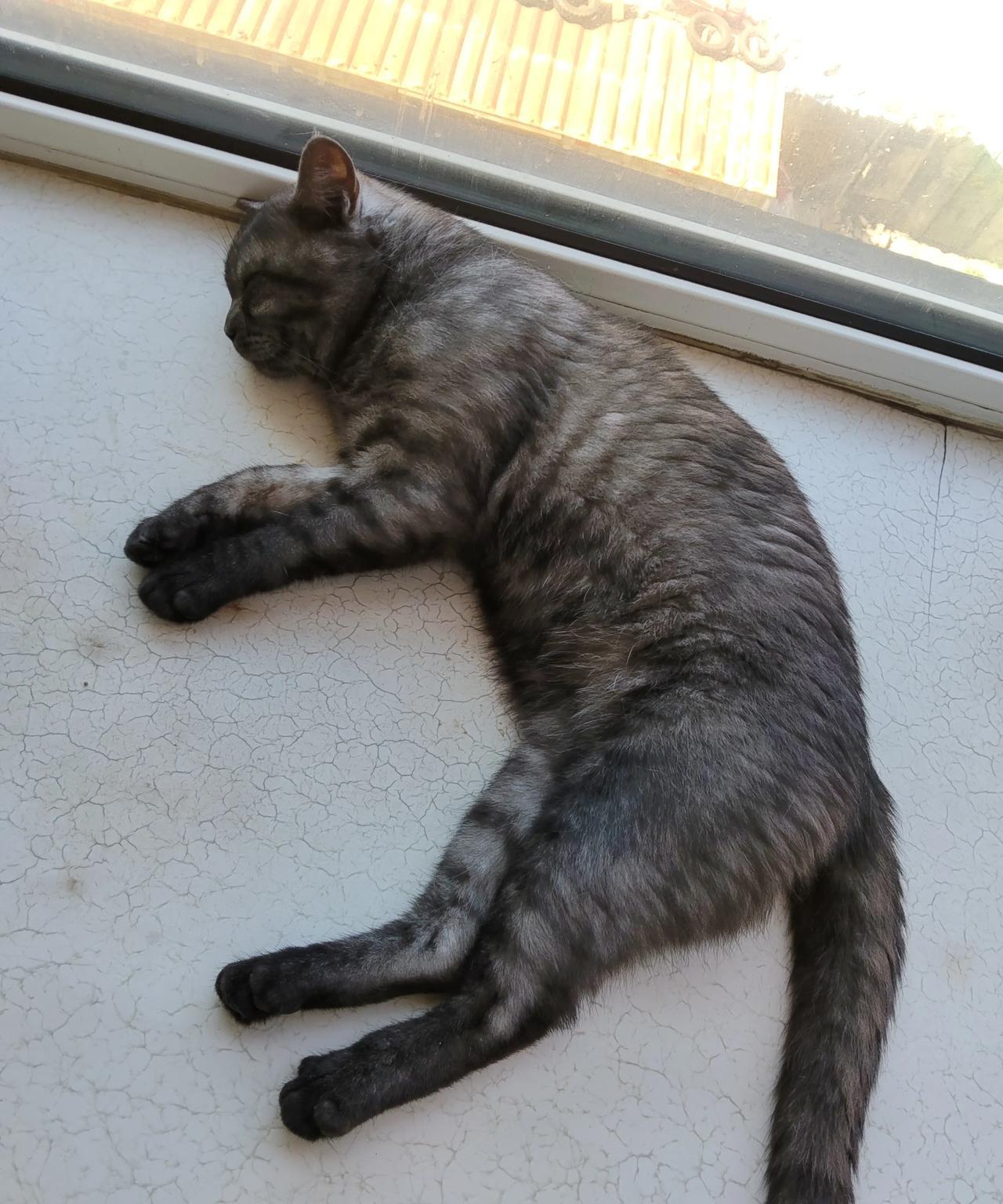 家里的一只公猫最近做了绝育！这几天恢复差不多了，感觉好像没有以前更更快乐了！