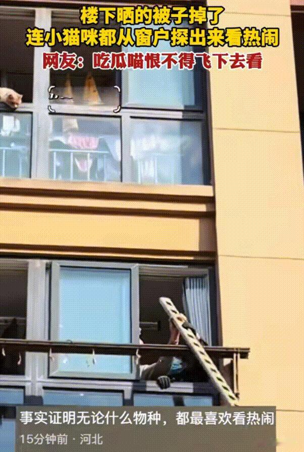 笑不活了！江苏，楼下邻居晒的被子掉了，正在阳台上想各种办法拯救。当听到动静后的小