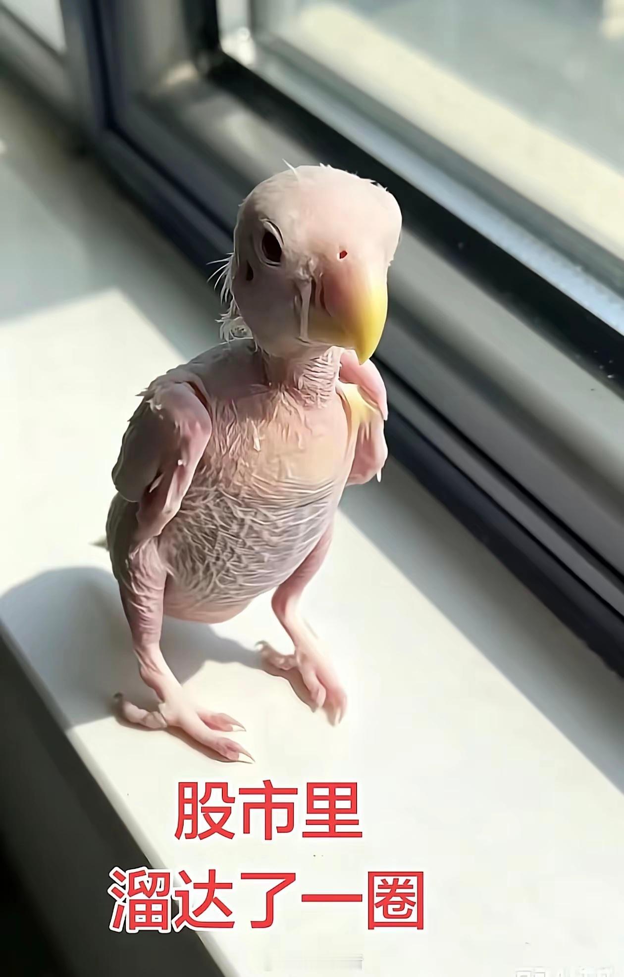 炒股的下场（图一）明天的下场更惨（图二）